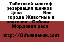 Тибетский мастиф резервация щенков › Цена ­ 100 000 - Все города Животные и растения » Собаки   . Мордовия респ.